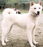 Korea Jindo Dog